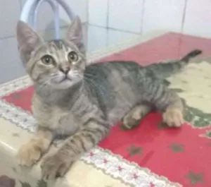 Gato raça  idade 2 a 6 meses nome Princesa