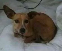 Cachorro ra a Sem raça idade 2 anos nome Bone