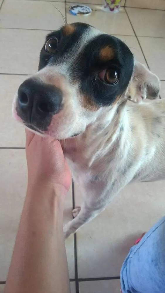 Cachorro ra a SRD idade 1 ano nome Amora