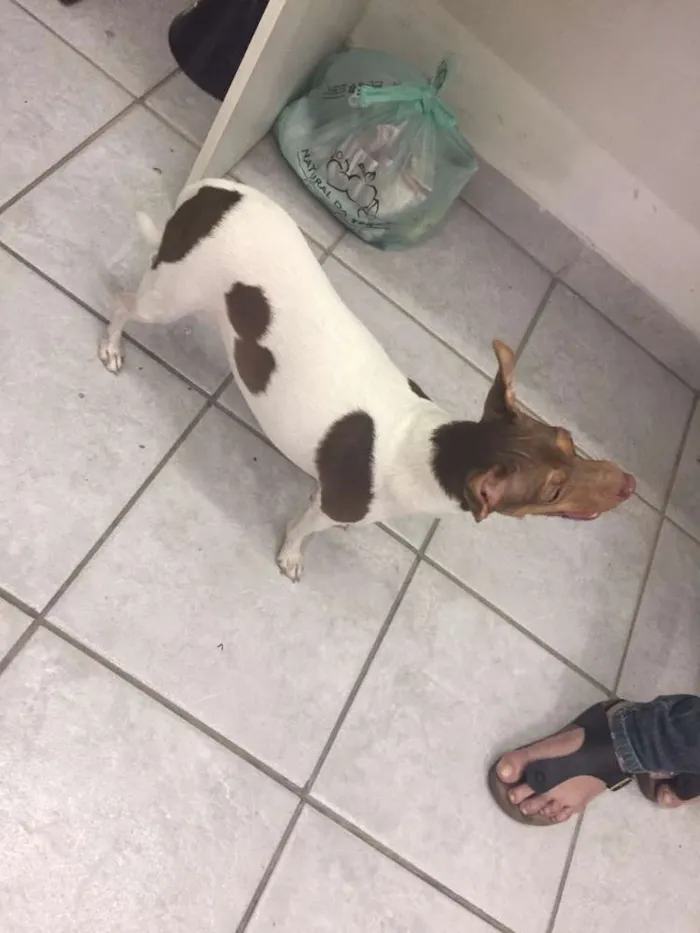 Cachorro ra a pinscher idade 3 anos nome lili