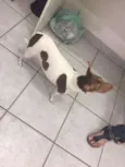 lili