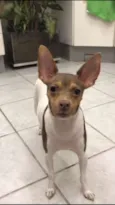 lili