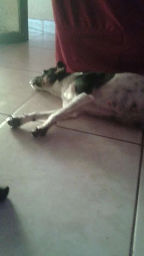 Cachorro ra a Pitty com vira lata idade 1 ano nome Florzinha