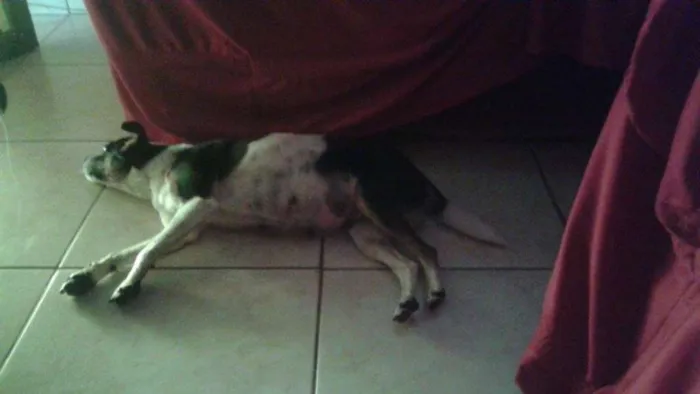 Cachorro ra a Pitty com vira lata idade 1 ano nome Florzinha