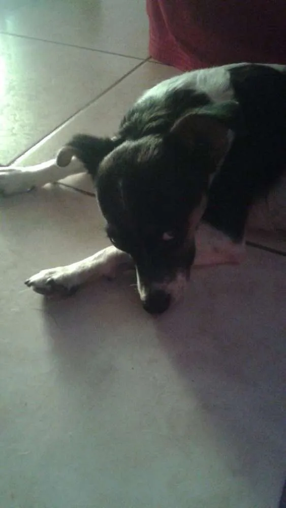 Cachorro ra a Pitty com vira lata idade 1 ano nome Florzinha