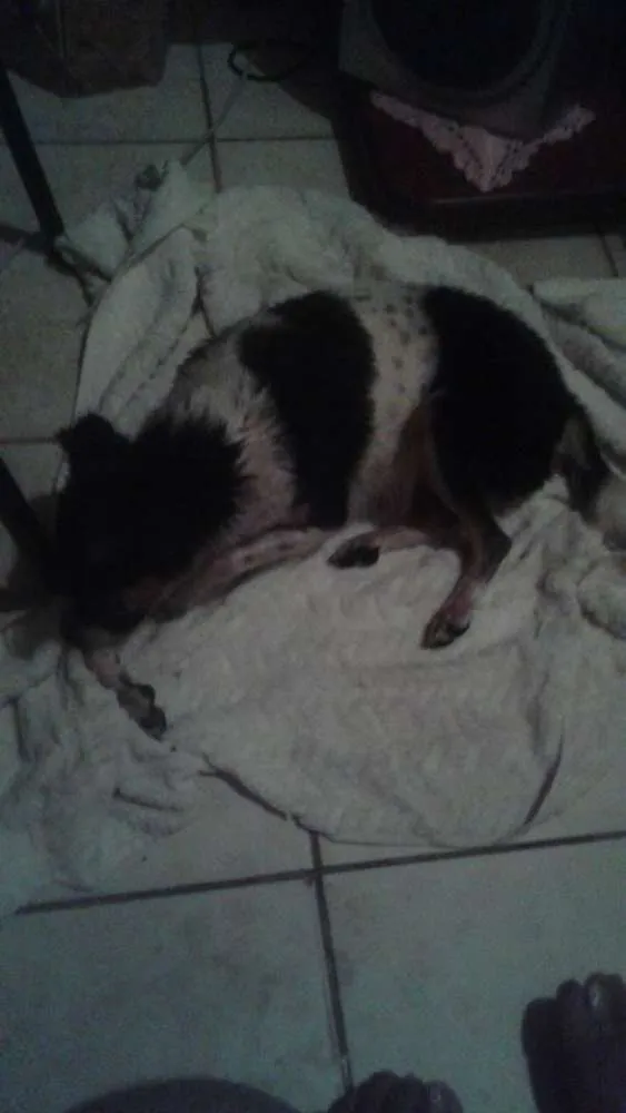 Cachorro ra a Pitty com vira lata idade 1 ano nome Florzinha