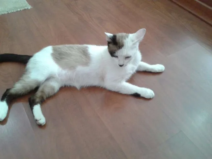 Gato ra a SRD idade 2 anos nome Blue