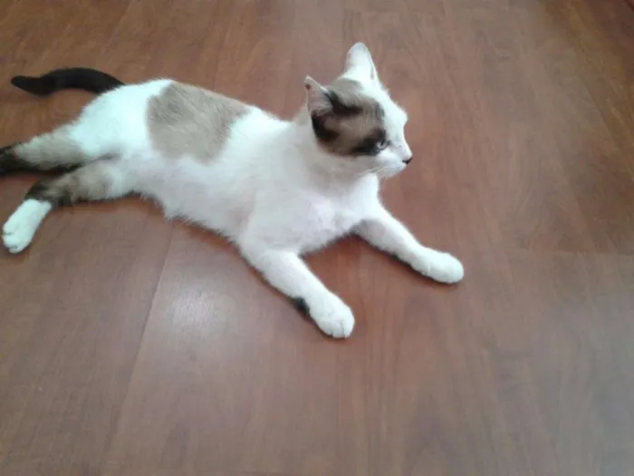 Gato ra a SRD idade 2 anos nome Blue
