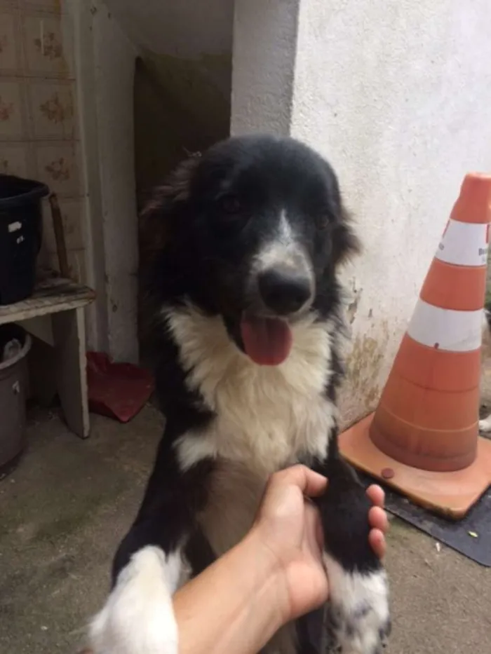 Cachorro ra a SRD idade 2 a 6 meses nome Thor