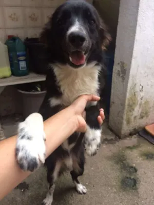 Cachorro raça SRD idade 2 a 6 meses nome Thor