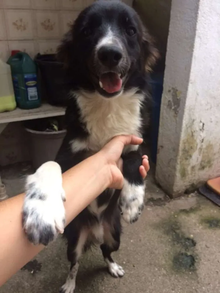 Cachorro ra a SRD idade 2 a 6 meses nome Thor