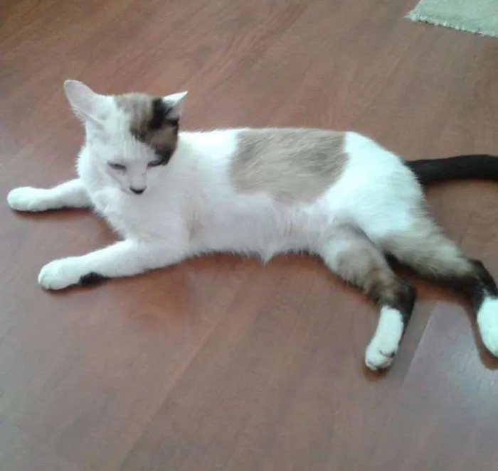 Gato ra a SRD idade 2 anos nome Blue