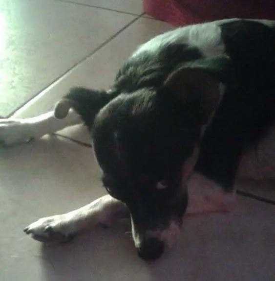 Cachorro ra a Pitty com vira lata idade 1 ano nome Florzinha