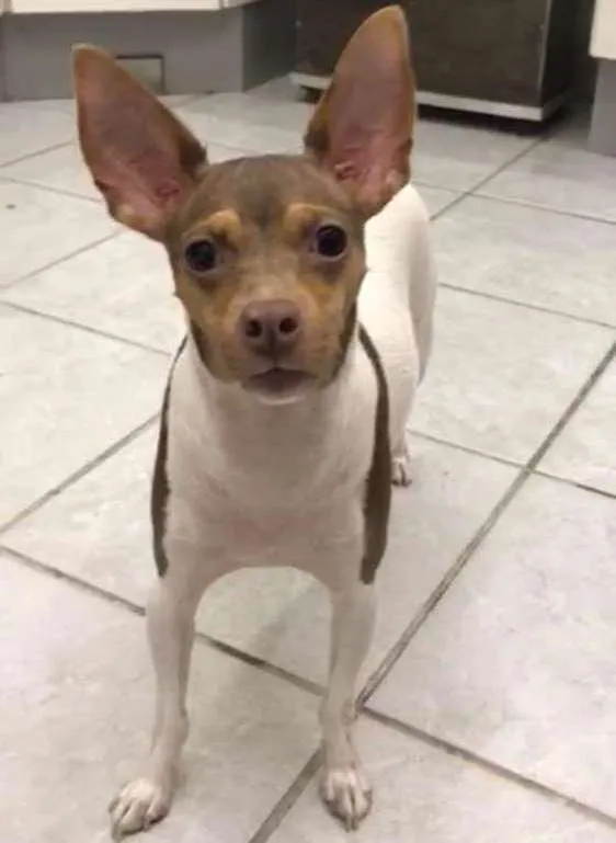 Cachorro ra a pinscher idade 3 anos nome lili