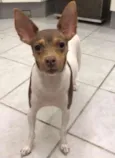 lili