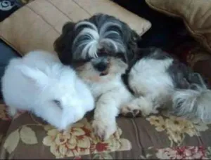 Cachorro raça Shitzu idade 5 anos nome Thor