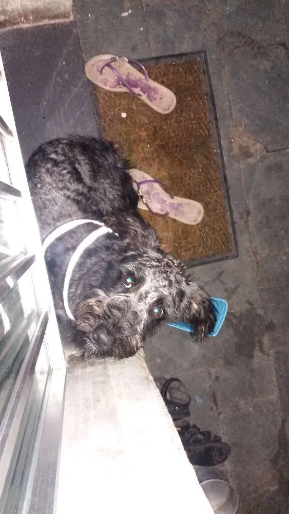 Cachorro ra a Poodle idade 1 ano nome Bold