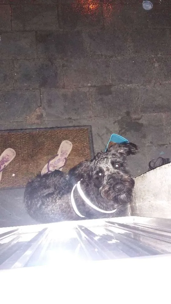 Cachorro ra a Poodle idade 1 ano nome Bold