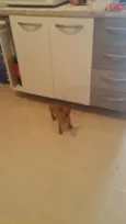 Cookie