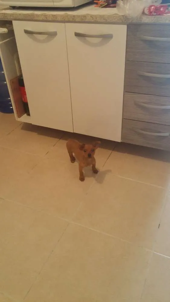 Cachorro ra a pincher idade 2 a 6 meses nome Cookie