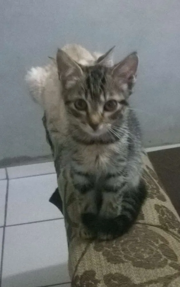 Gato ra a Angorá idade 2 a 6 meses nome Caju & Castanha