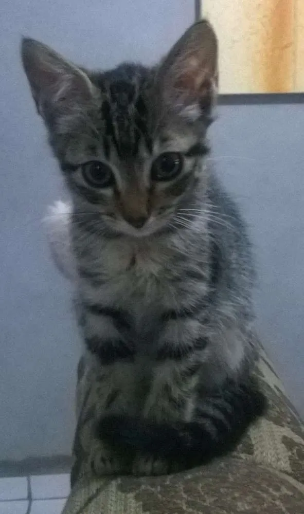 Gato ra a Angorá idade 2 a 6 meses nome Caju & Castanha