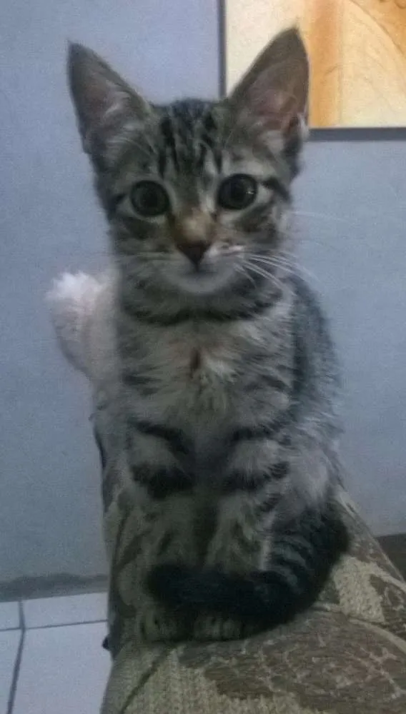 Gato ra a Angorá idade 2 a 6 meses nome Caju & Castanha