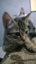 Caju & Castanha