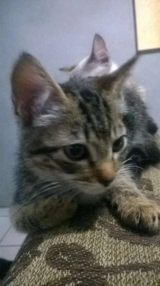 Gato ra a Angorá idade 2 a 6 meses nome Caju & Castanha