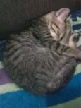 Caju & Castanha