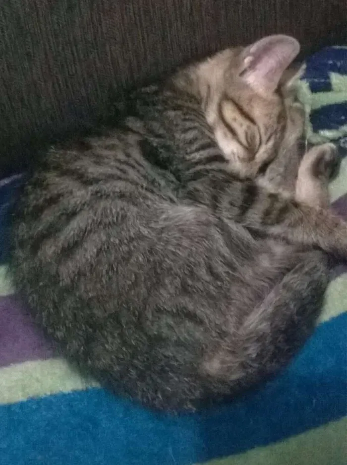 Gato ra a Angorá idade 2 a 6 meses nome Caju & Castanha