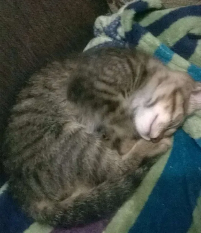 Gato ra a Angorá idade 2 a 6 meses nome Caju & Castanha