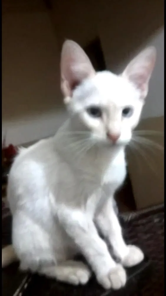 Gato ra a  idade 2 a 6 meses nome Sem nome