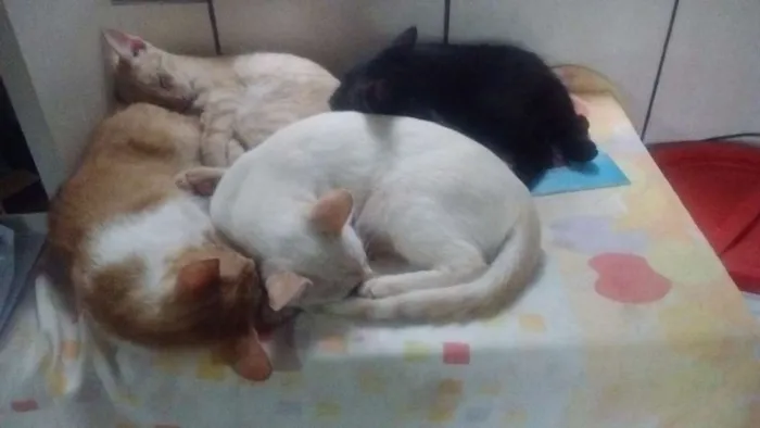 Gato ra a  idade 2 a 6 meses nome Sem nome
