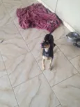 Rex