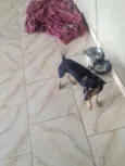 Rex