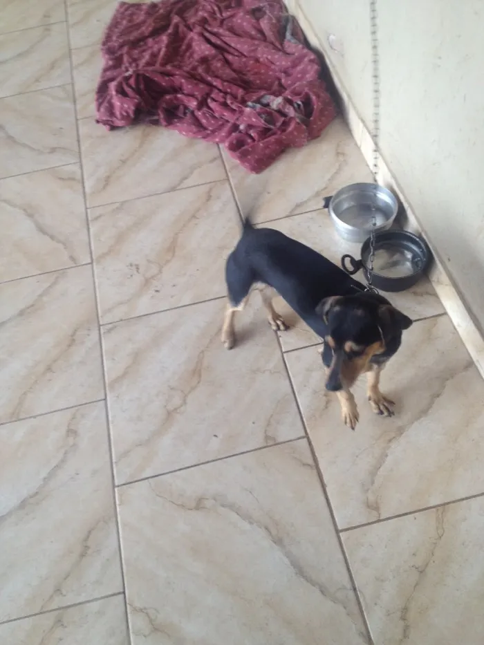 Cachorro ra a Co idade 7 a 11 meses nome Rex