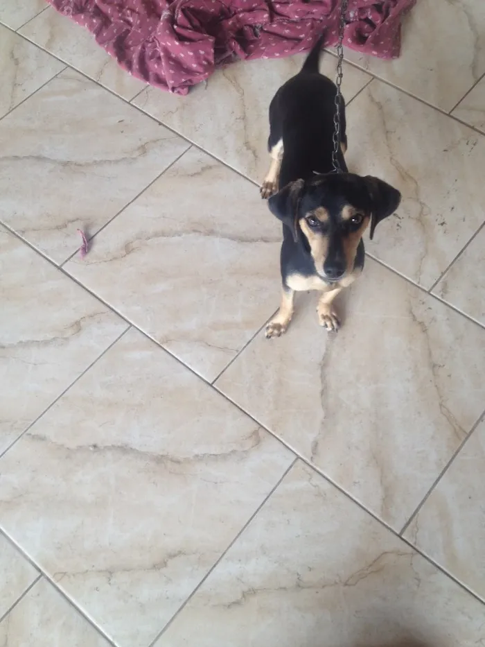Cachorro ra a Co idade 7 a 11 meses nome Rex