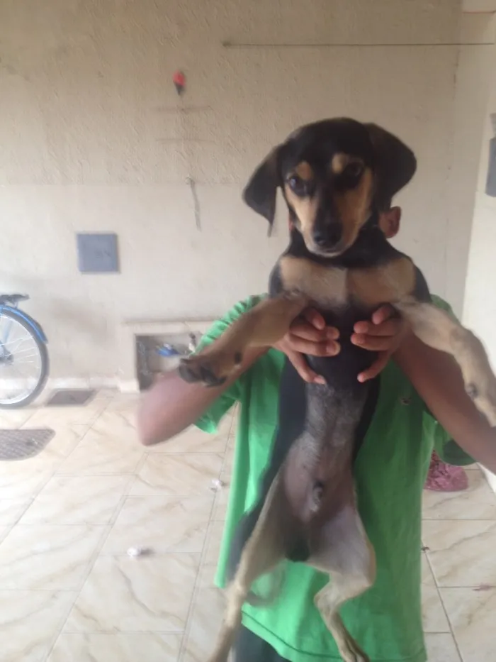 Cachorro ra a Co idade 7 a 11 meses nome Rex