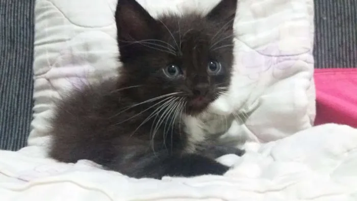 Gato ra a perça com siamês idade Abaixo de 2 meses nome Alvin
