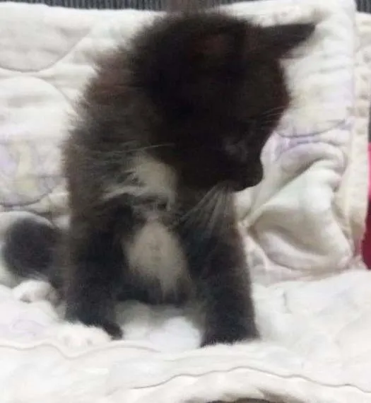 Gato ra a perça com siamês idade Abaixo de 2 meses nome Alvin
