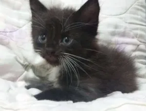 Gato raça perça com siamês idade Abaixo de 2 meses nome Alvin