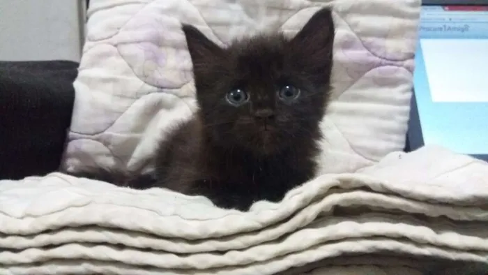 Gato ra a mistura de perça com pé duro idade Abaixo de 2 meses nome Tábata