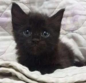 Gato raça mistura de perça com pé duro idade Abaixo de 2 meses nome Tábata