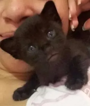Gato raça indefinida idade Abaixo de 2 meses nome Teodoro (Téo)