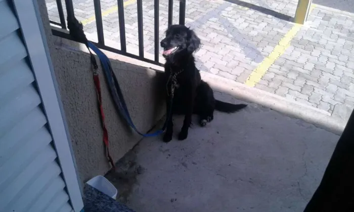 Cachorro ra a Vira lata idade 1 ano nome Jhuly