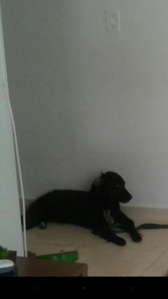 Cachorro ra a Vira lata idade 1 ano nome Jhuly