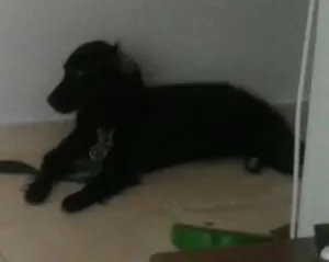 Cachorro raça Vira lata idade 1 ano nome Jhuly