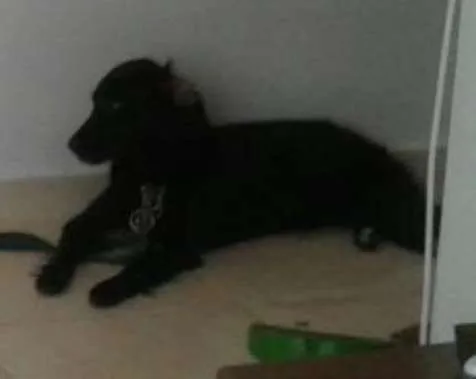 Cachorro ra a Vira lata idade 1 ano nome Jhuly