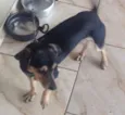 Rex